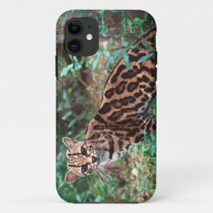 Margay, Leopardus wiedi, Native to Mexico into iPhone 11 Case