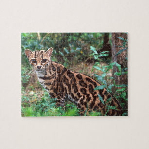 Margay, Leopardus wiedi, Native to Mexico into Jigsaw Puzzle
