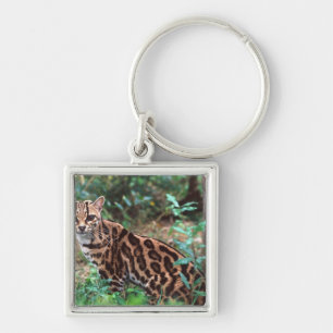 Margay, Leopardus wiedi, Native to Mexico into Key Ring