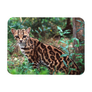Margay, Leopardus wiedi, Native to Mexico into Magnet