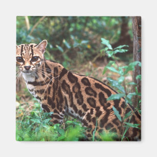 Margay, Leopardus wiedi, Native to Mexico into Magnet