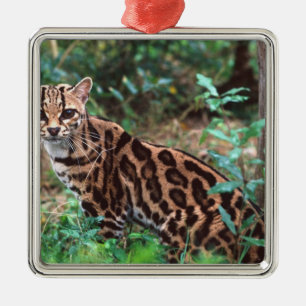 Margay, Leopardus wiedi, Native to Mexico into Metal Ornament