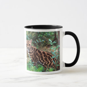 Margay, Leopardus wiedi, Native to Mexico into Mug
