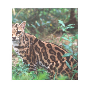 Margay, Leopardus wiedi, Native to Mexico into Notepad