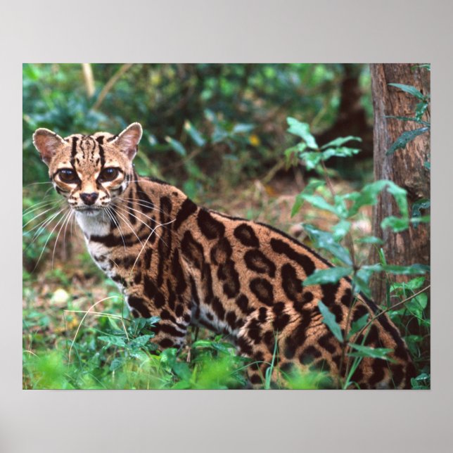 Margay, Leopardus wiedi, Native to Mexico into Poster (Front)