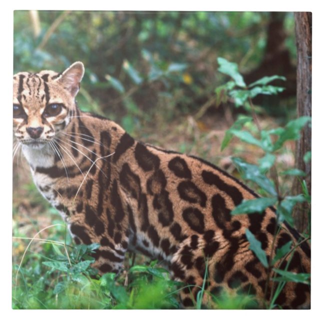 Margay, Leopardus wiedi, Native to Mexico into Tile (Front)