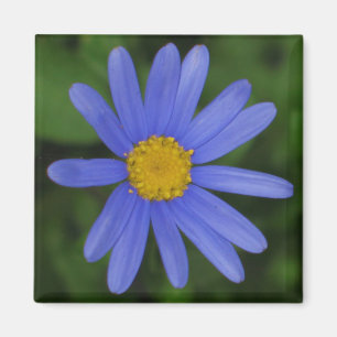 Margherite Blue Daisy Magnet