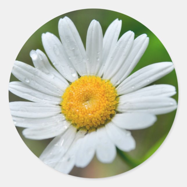 Marguerite-wild-flower426 WILDFLOWERS DAISY  SPRIN Classic Round Sticker (Front)