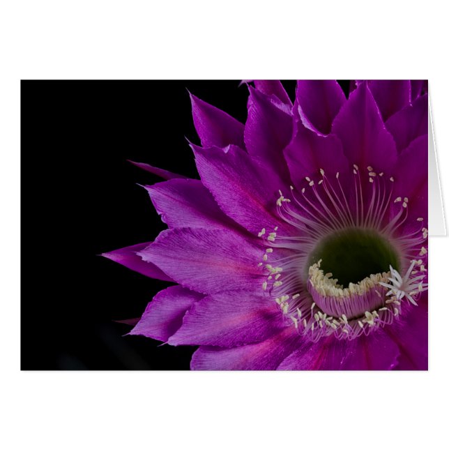Maria Piazza Cactus flower in bloom (Front Horizontal)