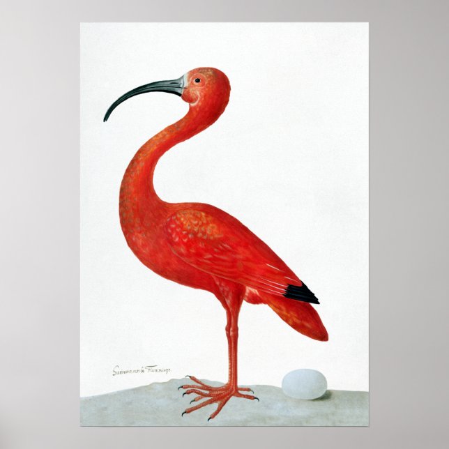 Maria Sibylla Merian Scarlet Ibis with an Egg Poster (Front)