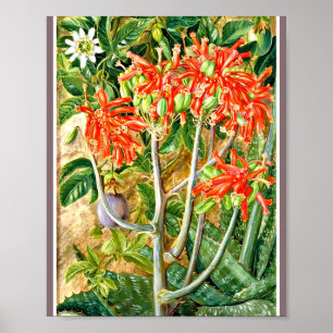 Marianne North - Aloe and Passion Flower  Poster