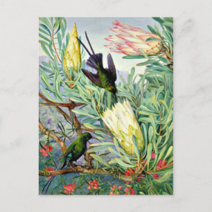 Marianne North - Honeyflowers and Honeysuckers Postcard