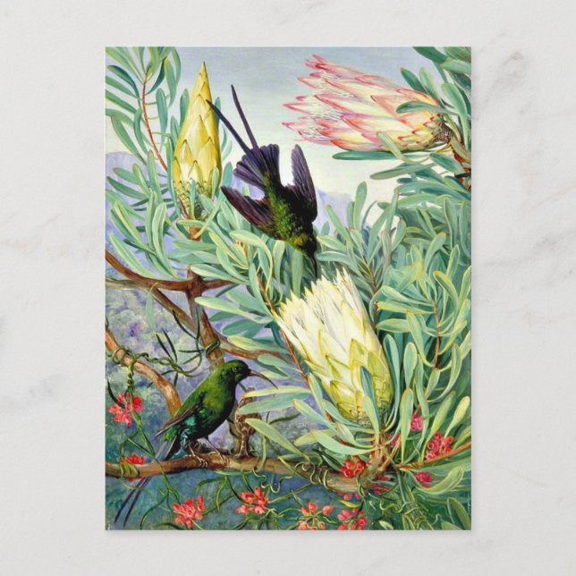 Marianne North - Honeyflowers and Honeysuckers Postcard (Front)