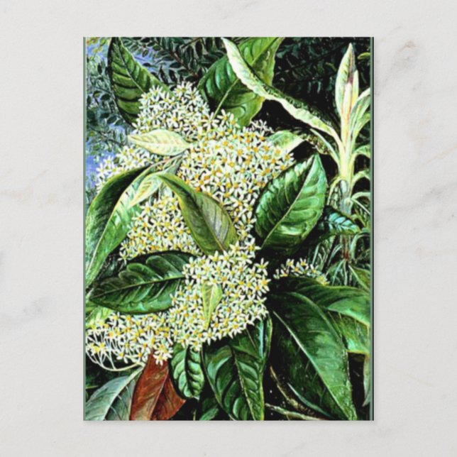 Marianne North - Olearia argophylla Postcard (Front)