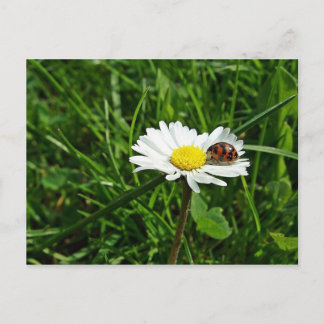 marienkäfer auf gänseblümchen postcard
