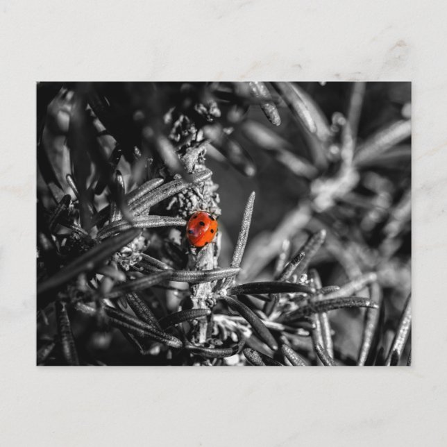 Marienkäfer Postcard (Front)