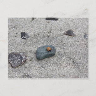Marienkäfer Strand Postcard