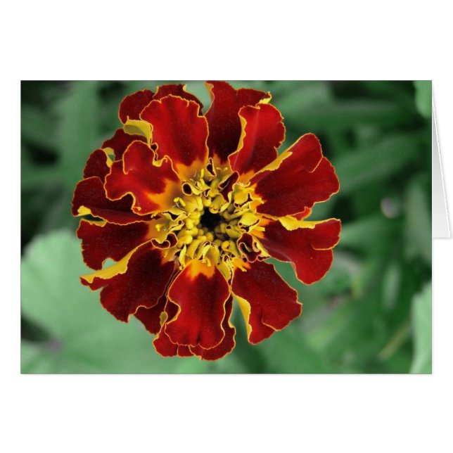 Marigold (Front Horizontal)