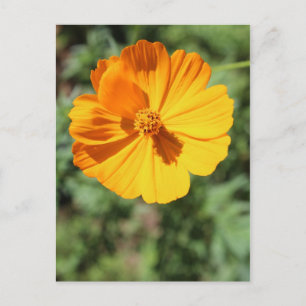 Marigold # 7 postcard