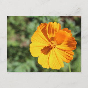 Marigold # 8 postcard