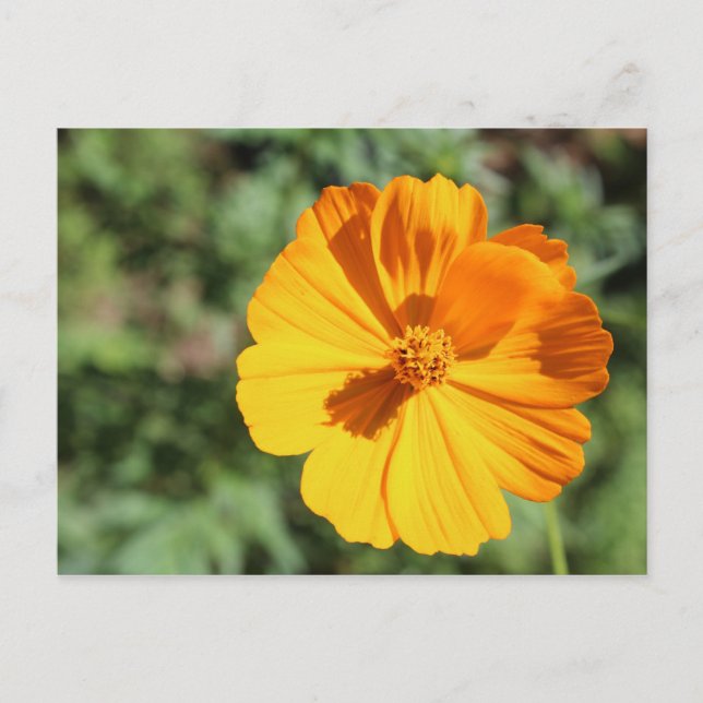 Marigold # 8 postcard (Front)