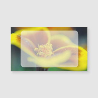 Marigold Close Up