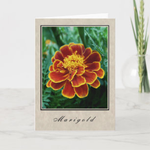 Marigold - Floral Series Card