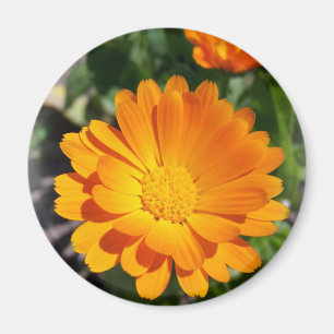 marigold flower magnet