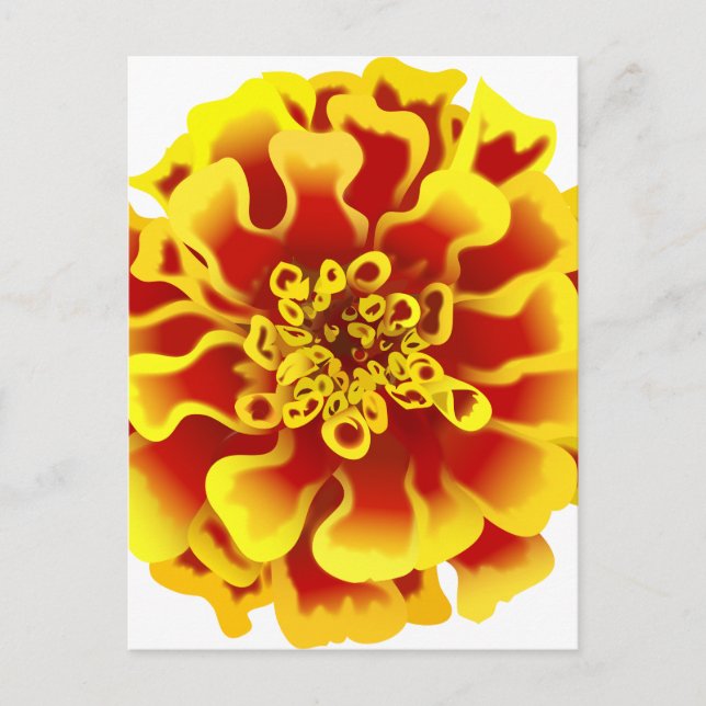 Marigold Flower Postcard (Front)