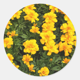 Marigold Flower Stickers