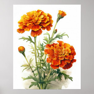 Marigold Flowers Art Print Poster