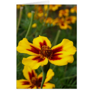 Marigold Flowers Card