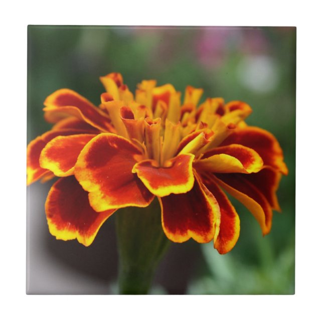 Marigold in Full Bloom Tile (Front)