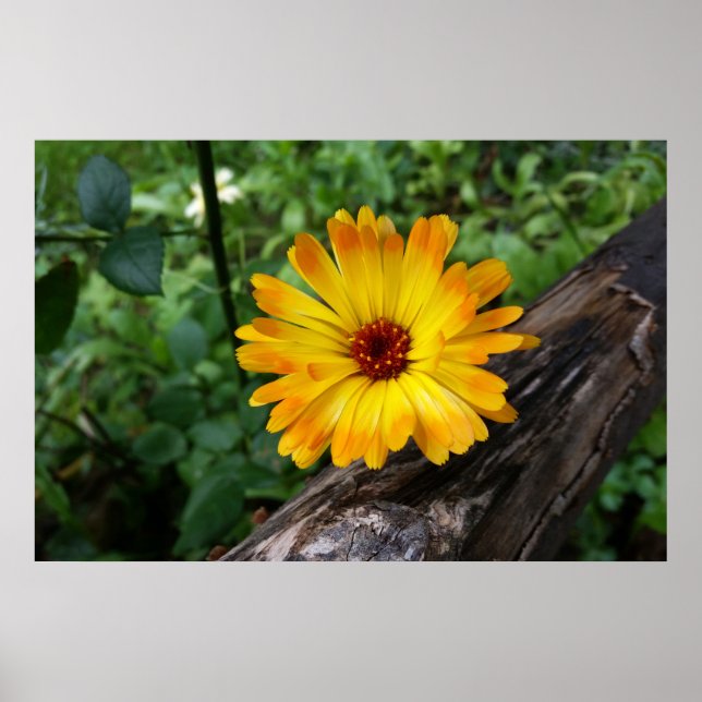marigold in the forest poster (Front)