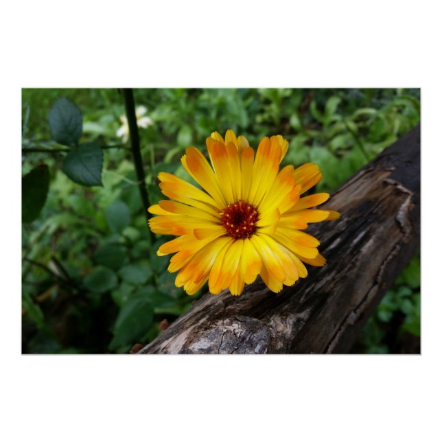 marigold in the forest poster (Front)