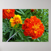 marigold in the sun