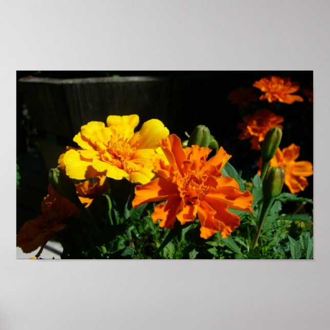 marigold morning glory poster (Front)
