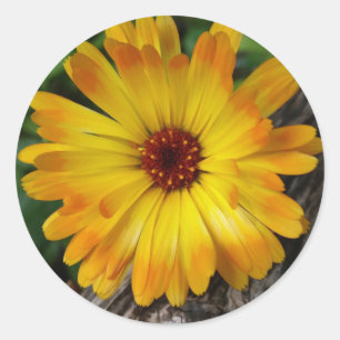 marigold on log classic round sticker