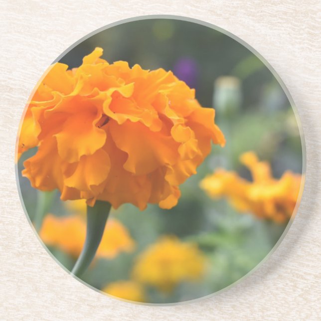 Marigold Orange Flower Nature Photography Garden Coaster (Front)
