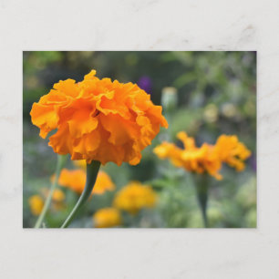 Marigold Orange Flower Nature Photography Garden Postcard