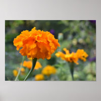 Marigold Orange Flower Nature Photography Garden