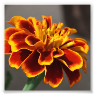 Marigold Photo Print