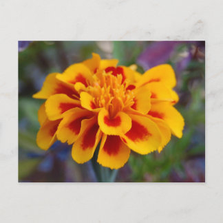 Marigold Postcard