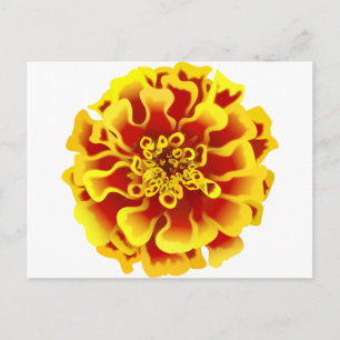 Marigold Postcard