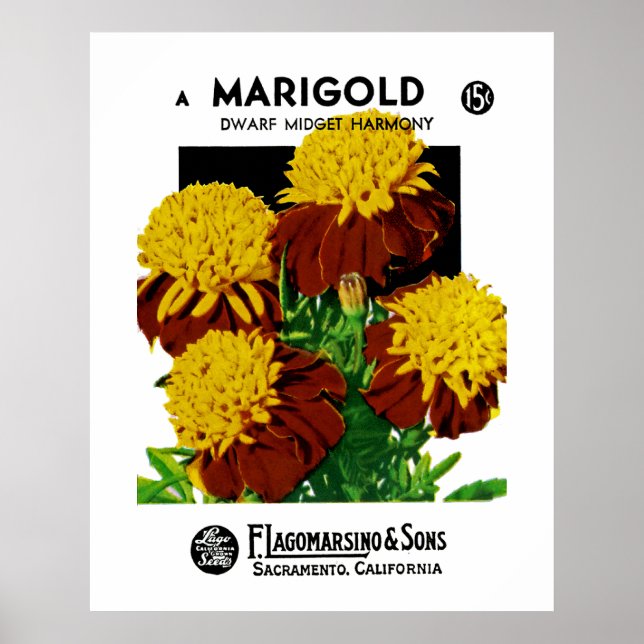 Marigold Poster (Front)