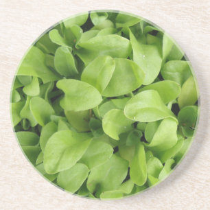 Marigold Seedlings Coasters