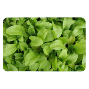 Marigold Seedlings Premium Magnet