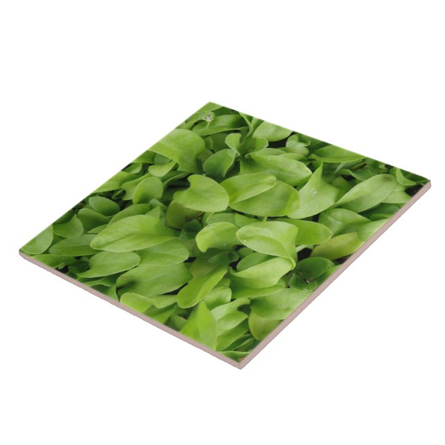 Marigold Seedlings Tile (Side)