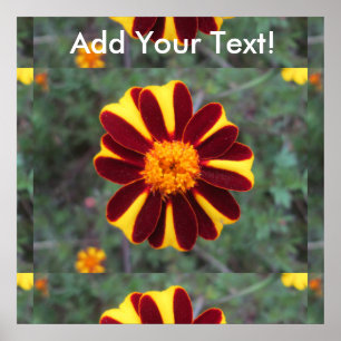 Marigold Velvet Rich Red Yellow Flower Poster