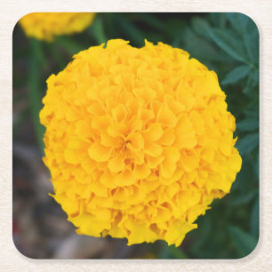 Marigold - Yellow Flower - Coaster